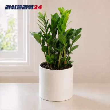 벵갈고무나무 대표 이미지